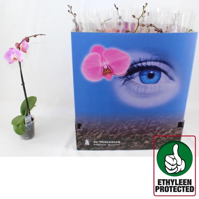 <h4>PHAL GEM 6 KL</h4>