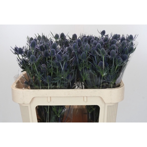Eryngium Blue Dynamite