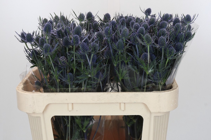 Eryngium Blue Dynamite