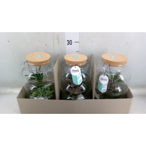 Arr.   Planten H%