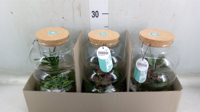 <h4>Arr.   Planten H%</h4>