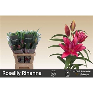 LI OR ROSELI RIHANNA 4