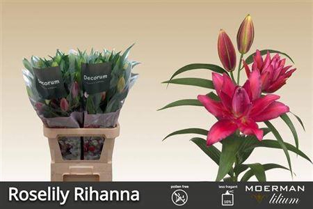 <h4>LI OR ROSELI RIHANNA 4</h4>