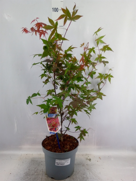 Acer palmatum 'Atropurpureum'