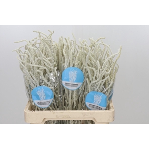 Amaranthus Yearming Desert