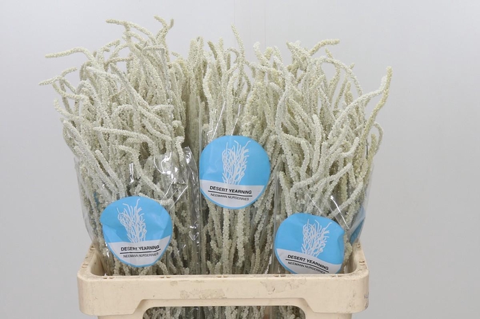 <h4>Amaranthus Yearming Desert</h4>