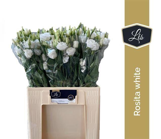 <h4>LIS G ROSITA WHITE</h4>