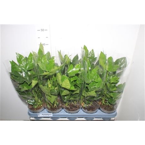 Fatsia Ov