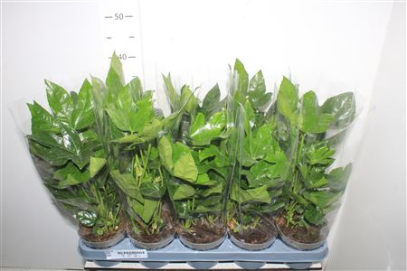 Fatsia Ov