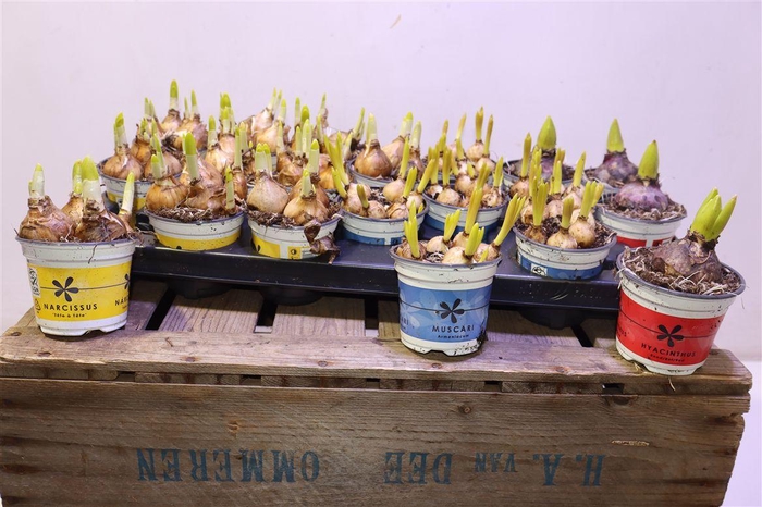 <h4>Bolbloemen Gem</h4>