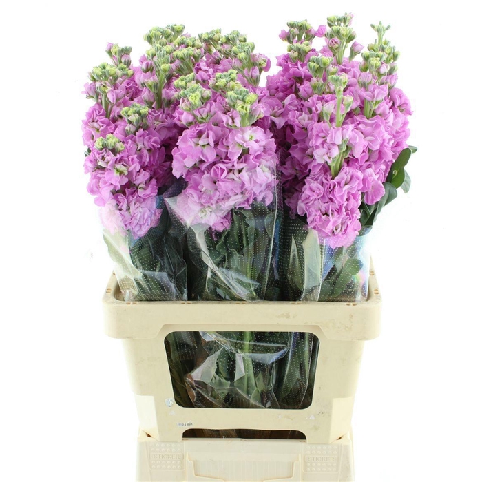 <h4>MATTH IRON ROSE PINK</h4>