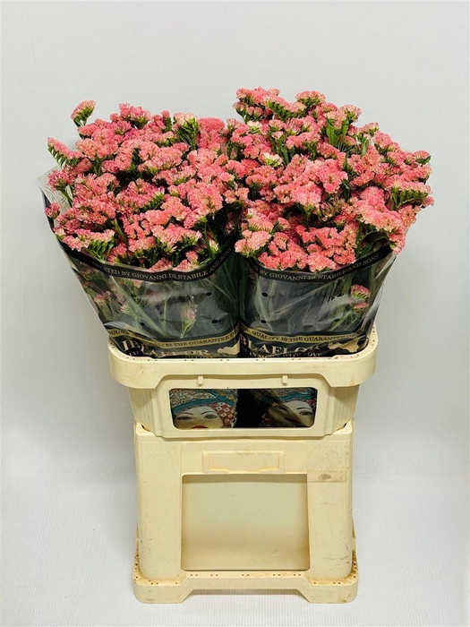 <h4>Lim S Peach Wings</h4>