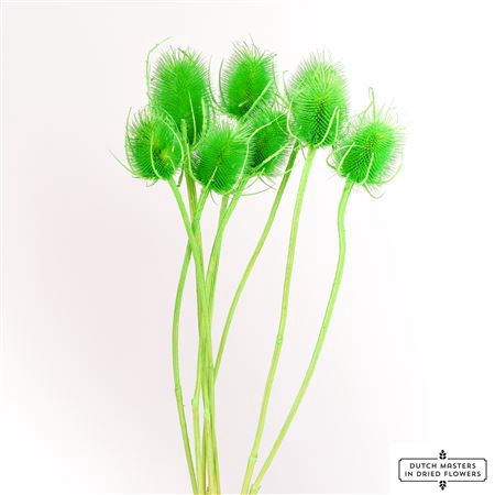 <h4>DRIED CARDISTELLA MINT GREEN BUNCH</h4>