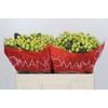 Hypericum Smiley Romance