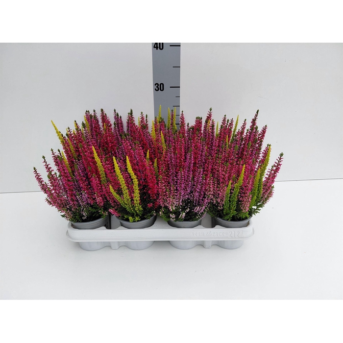 <h4>Calluna vulg. 'Beauty L Starl' ..mx</h4>