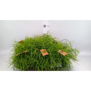 Rhipsalis baccifera 'Oasis'