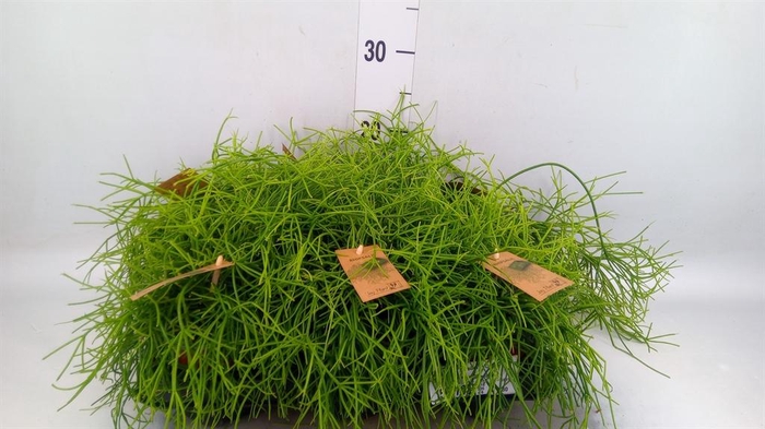 <h4>Rhipsalis baccifera 'Oasis'</h4>