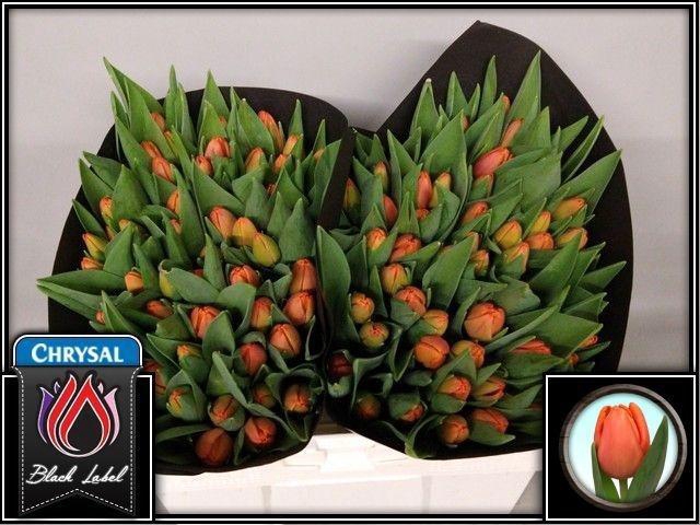 <h4>TU EN TIME OUT</h4>