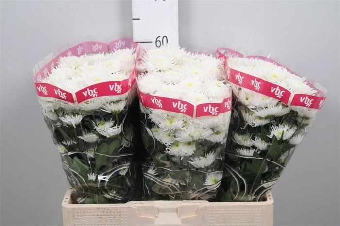 <h4>Chr S Maradona</h4>