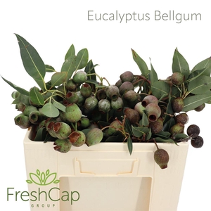 Eucalyptus   ...bes