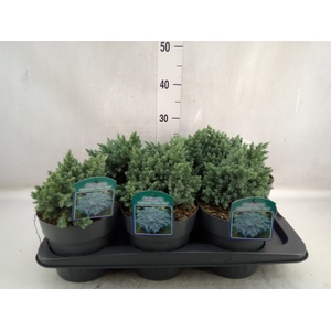 Juniperus squamata 'Blue Star'