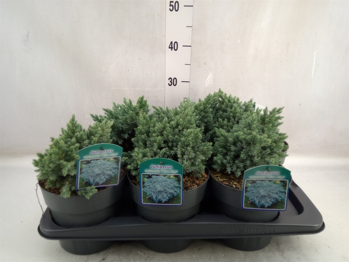 Juniperus squamata 'Blue Star'