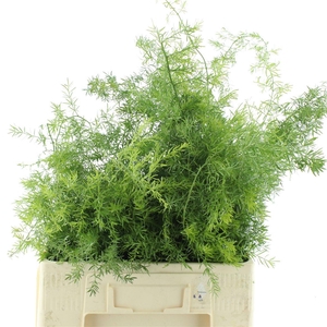 Asparagus