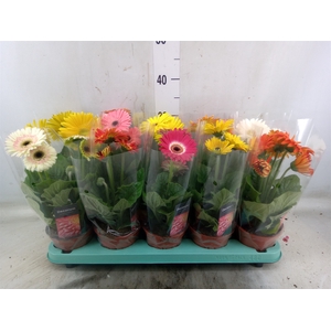 Gerbera   ...mix