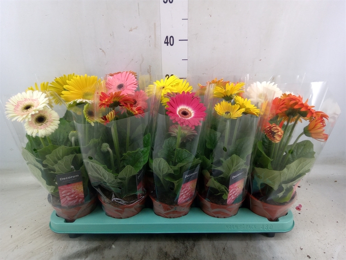 <h4>Gerbera   ...mix</h4>