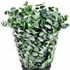 Euc. Cinerea Da Vinci