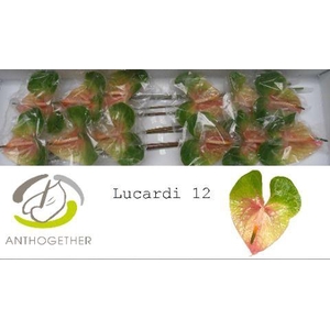 ANTH A LUCARDI