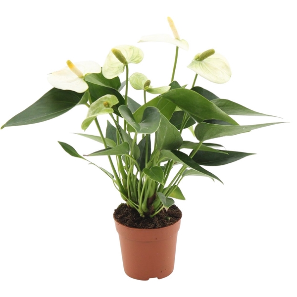 <h4>Anthurium Everest 7cm in transparant sleeve</h4>