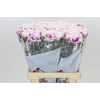 Dianthus St Laura