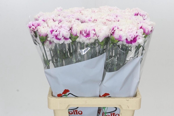 Dianthus St Laura