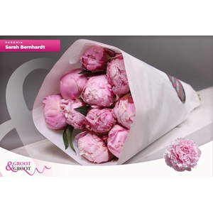 Paeonia Sarah Bernhardt | Heavy Quality