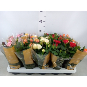 Rosa  'Kordana Grande'   ...mix