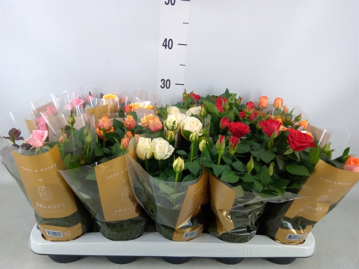 <h4>Rosa  'Kordana Grande'   ...mix</h4>