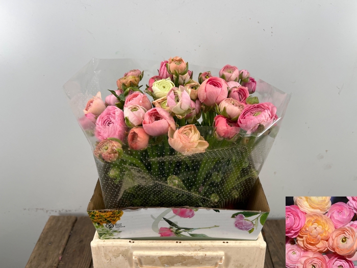 <h4>RAN EL PASTEL PINK</h4>