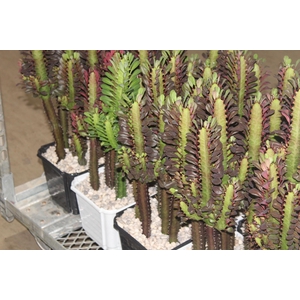 CACTUS EUPHORBIA TRIGONA P24