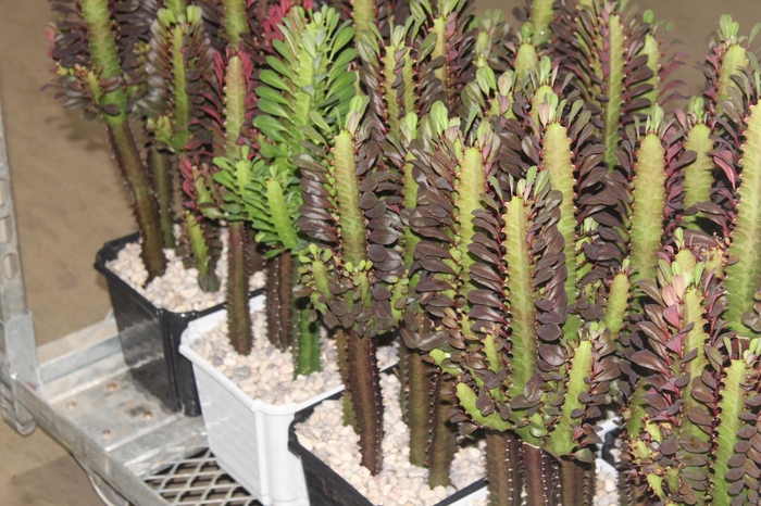 <h4>CACTUS EUPHORBIA TRIGONA P24</h4>