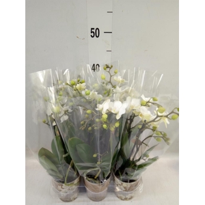 Phalaenopsis multi. 'Ant Zurich'