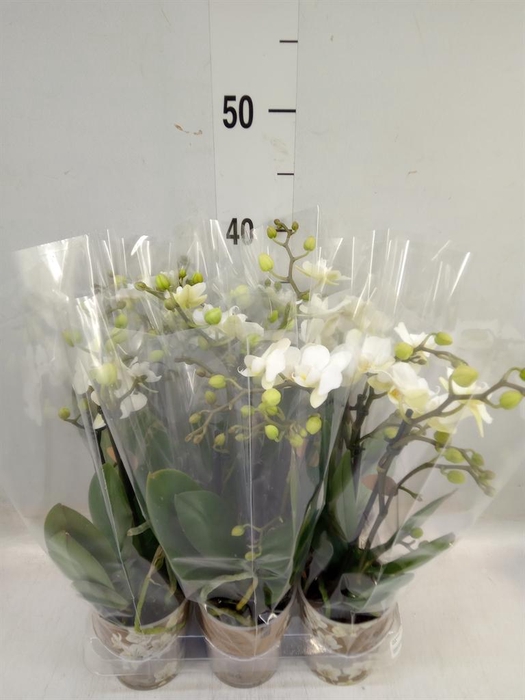 <h4>Phalaenopsis multi. 'Ant Zurich'</h4>