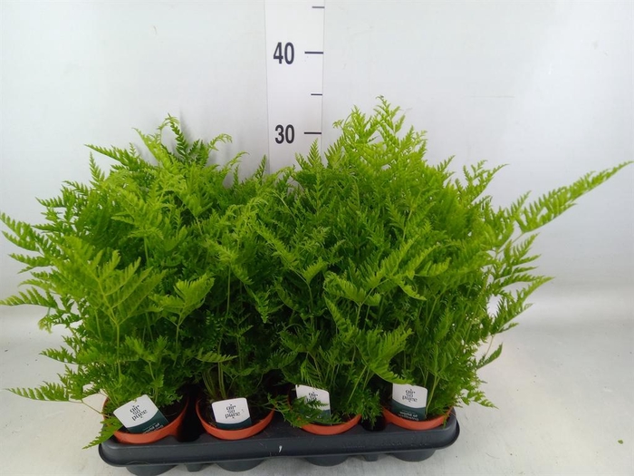 <h4>Pteris straminea</h4>