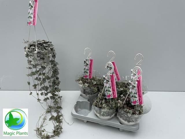 <h4>Ceropegia woodii 'Variegata'</h4>