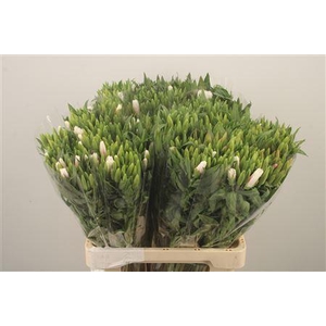 Clarkia Am Gr Rose Pink