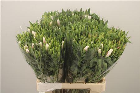 <h4>Clarkia Am Gr Rose Pink</h4>