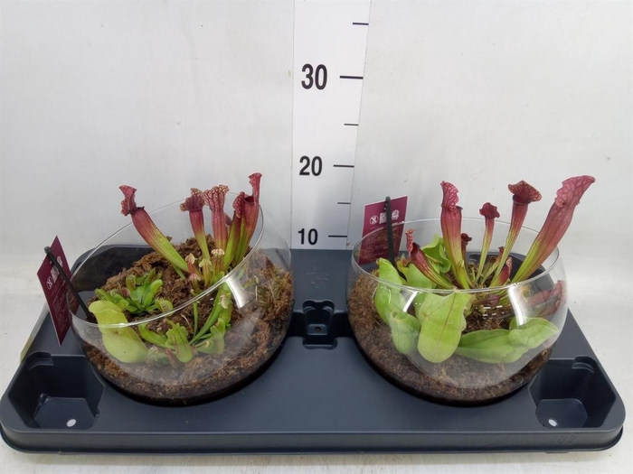 <h4>Vleesetende planten</h4>