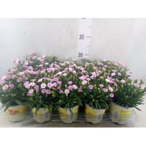 Dianthus allw. 'Lucky Lips Lola'