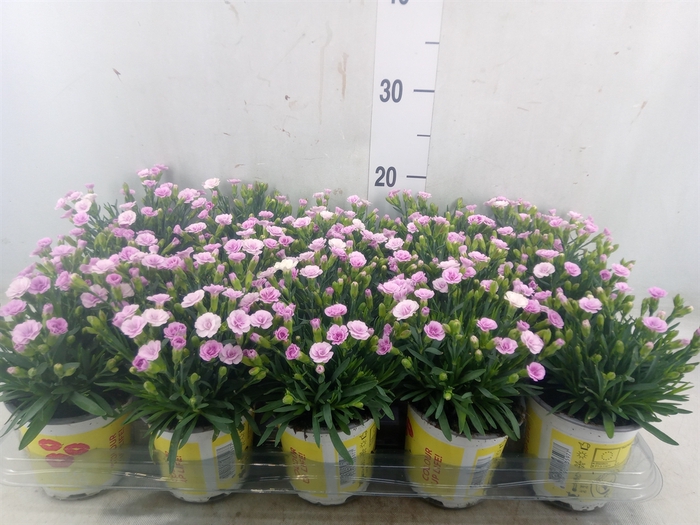 <h4>Dianthus allw. 'Lucky Lips Lola'</h4>
