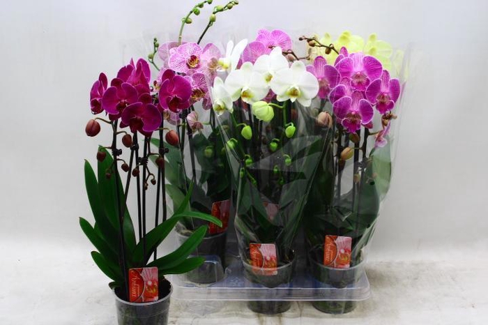 <h4>PHAL EL CASCADE</h4>